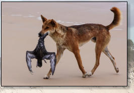 Dingo mit Beute Bulwer´s Petrel