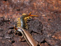 Giant Centipede versus Dark Bar Sided Skink